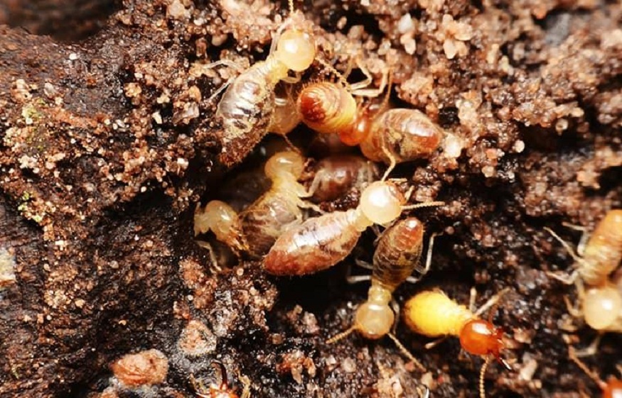 Termite Treatment Important
