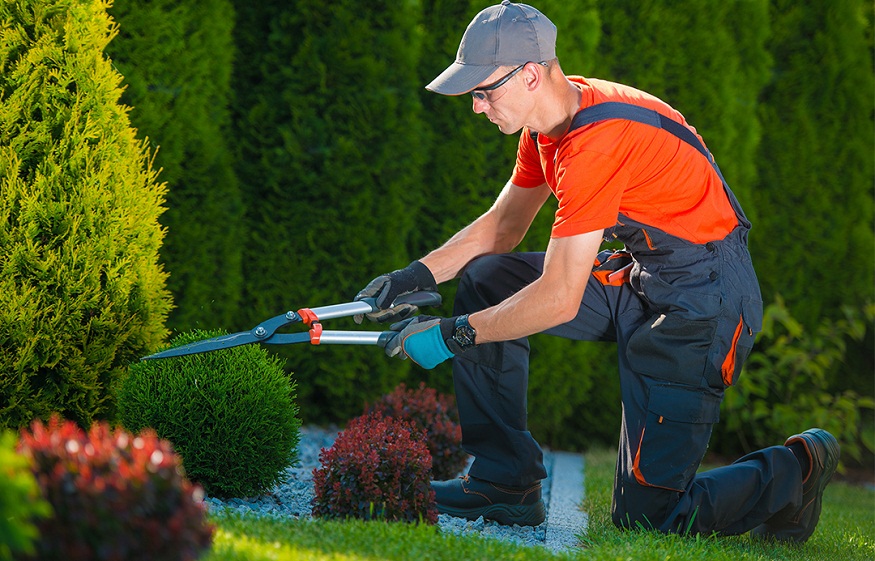 professional landscape specialists